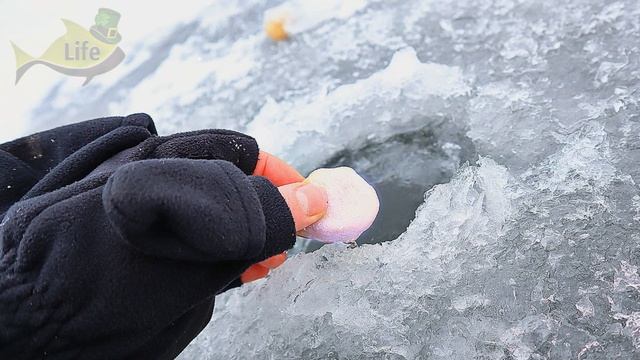 Мало кто знает. Всю зиму линь отлично ловится на это! Прикормка и наживка на линя зимой. Линь творо