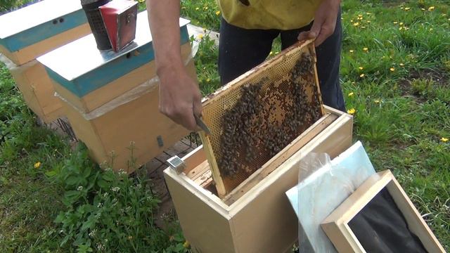 изоляция плодных маток в нуклеусах смотреть онлайн