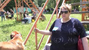 Немецкий дог на ilikepet. Особенности породы, уход