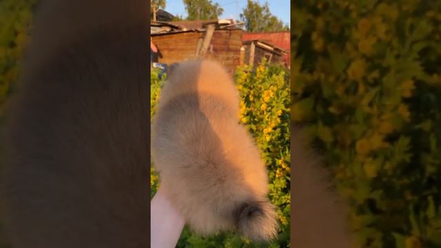Померанский шпиц продажа #шпицпродажа