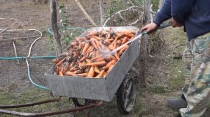 УРОЖАЙ МОРКОВИ с небольшого участка.Сбор урожая морковки