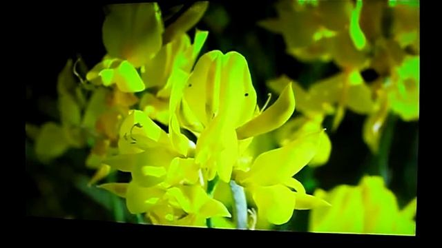 acer s243hl смотреть онлайн