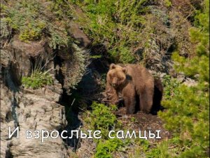 Встречи с медведями в Алтайском заповеднике