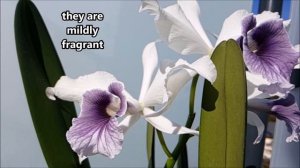 Orchidomania Presents: Laelia purpurata var.  werkhauseri