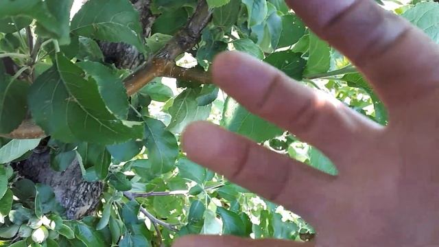 Удачная прививка почкой Алматинского апорта на обычную яблоньку. смотреть онлайн