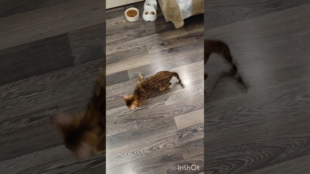 Малыш Яша развлекает себя простой верёвочкой)...Сообщество ВКонтакте https://vk.com/kitmacat смотреть онлайн