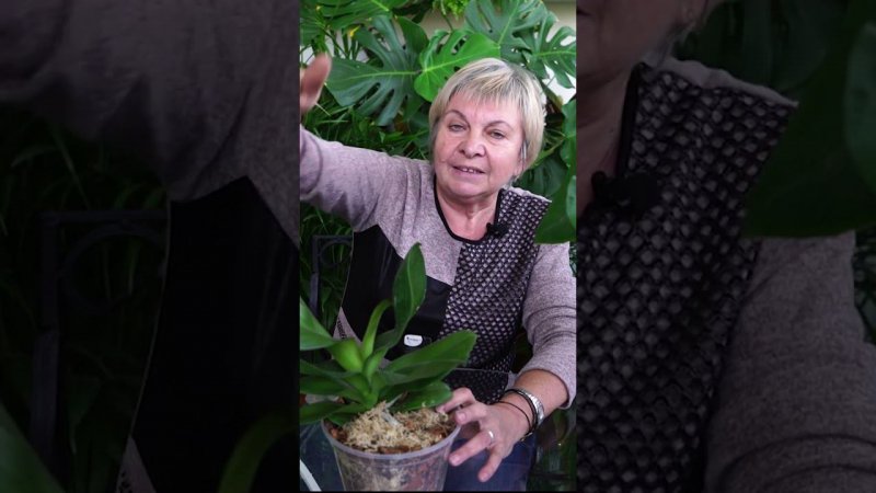Если у вас отцвела орхидея, что дальше