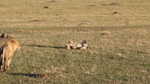 Львы. Лев и Львица. Африка. Кения. Africa. Kenya. Masai Mara. Сафари. Safari