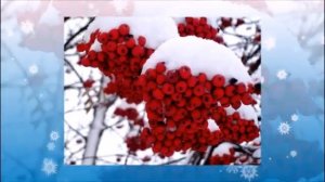 Наша жизнь ромашка в поле  сл  Б Окуджавы исп.В.Сотников