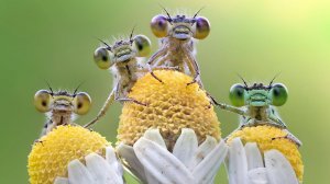 Жуковлянские камушки 2024