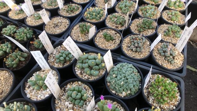 Conophytum Varieties, Watering and Care смотреть онлайн