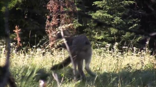 Awesome Wolf Howling Compilation смотреть онлайн