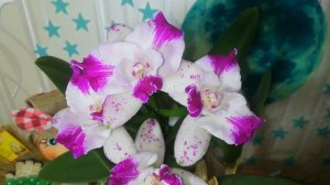 Цветет красотка Каттлея cattleya Monte Elegante