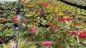 Dicentra Spectabilis "Valentine"