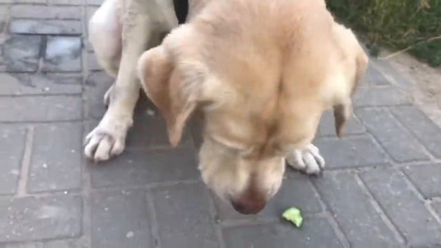 Собака кушает свежий огурец. Лабрадор Соня. смотреть онлайн