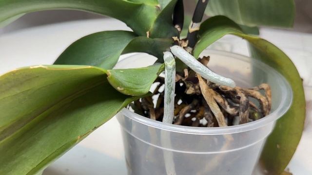 ПЕРЕСАДИТЬ цветущую орхидею / Отсоединить ДЕТКУ орхидеи от ствола орхидеи