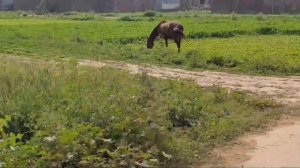 Village Life in Pakistan | How Clay brick is made | Pakistan Punjab Culture | Punjab Lifestyle