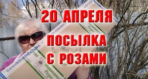 20 апреля. Получила посылку от Мишкиных роз