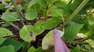 Как подготовить  крупнолистные  гортензии к успешной зимовке ???