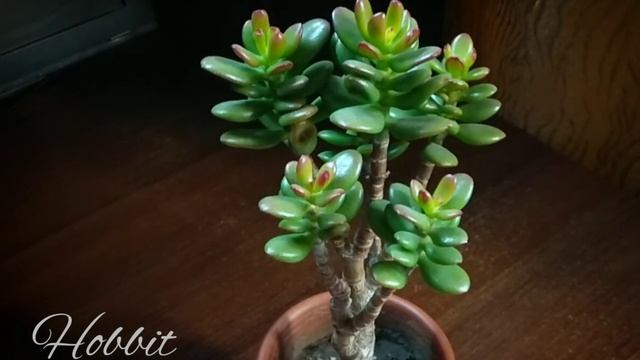 Денежное дерево Хоббит. Crassula Hobbit. смотреть онлайн