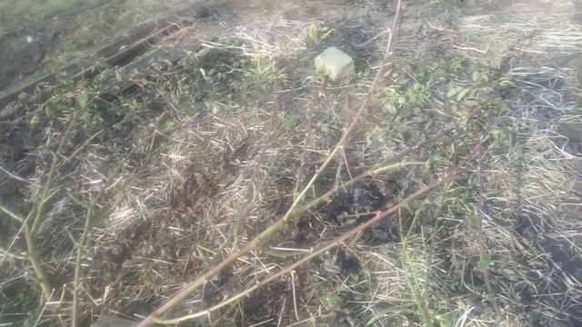 ежевика Осейдж,итог зимовки 29.03.2023,исправила свои ошибки смотреть онлайн