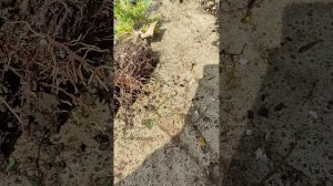 желтые горошки в почве это яйца паразита, а не удобрение, смотри видио!