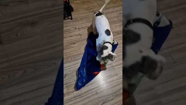 Кручу-верчу, запутать хочу!??Тогда прячет лакомство)) смотреть онлайн