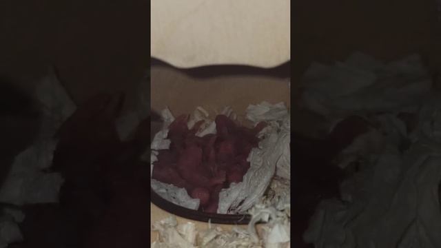 сирийские хомячата 1 день от роду