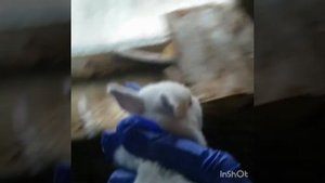 Крольчатам 10 дней. Что нужно знать о крольчатах. Калифорнийская порода. Содержание маточника.