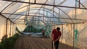 Planting cilantro. Посадка кинзы