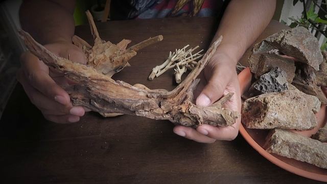 Hardscape materials for terrariums смотреть онлайн