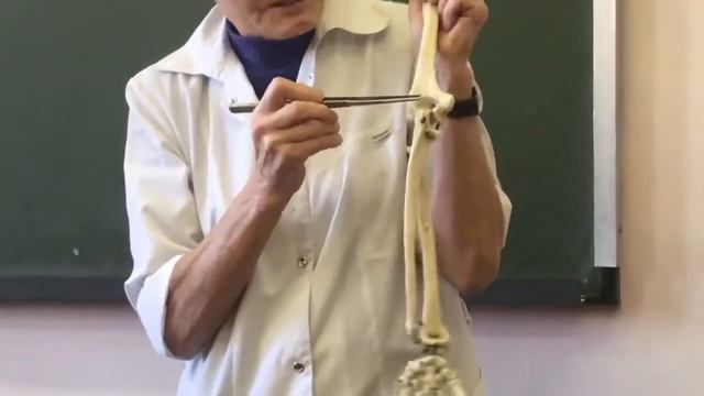 СОЕДИНЕНИЯ ВЕРХНИХ КОНЕЧНОСТЕЙ