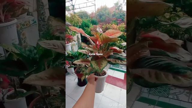 Aglaonema Sweet Dream