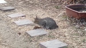 Кот охотится на мышь