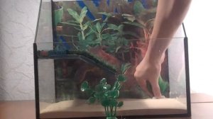 Украшаем дом для Красноухой Черепахи.