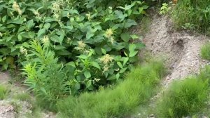 Заброшенная Шахта «Горнозаводская». Что от неё осталось? | Сахалин