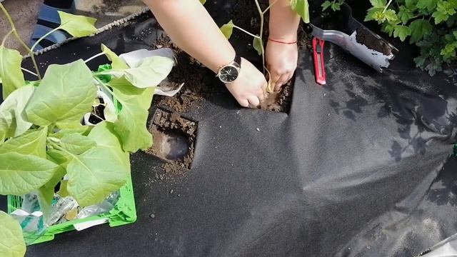 ?ВЫСАДКА РАССАДЫ БАКЛАЖАНОВ В ОТКРЫТЫЙ ГРУНТ.?