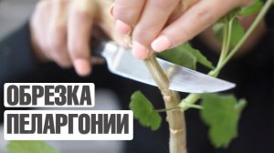 КАК ПРАВИЛЬНО ОБРЕЗАТЬ ПЕЛАРГОНИЮ  РАЗМНОЖЕНИЕ ПЕЛАРГОНИИ В ДОМАШНИХ УСЛОВИЯХ
