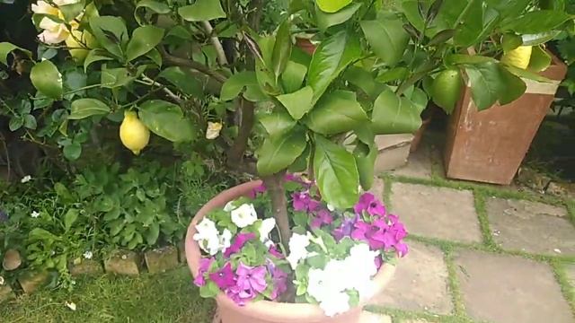 дерево - картошка и компостный бак)))) смотреть онлайн