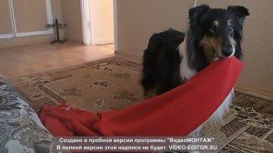 Колли помогает с ребенком. ( Collie helps with child).