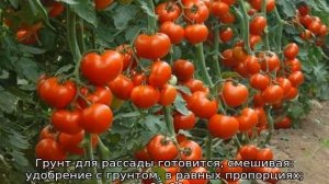 Томат Марьина роща
