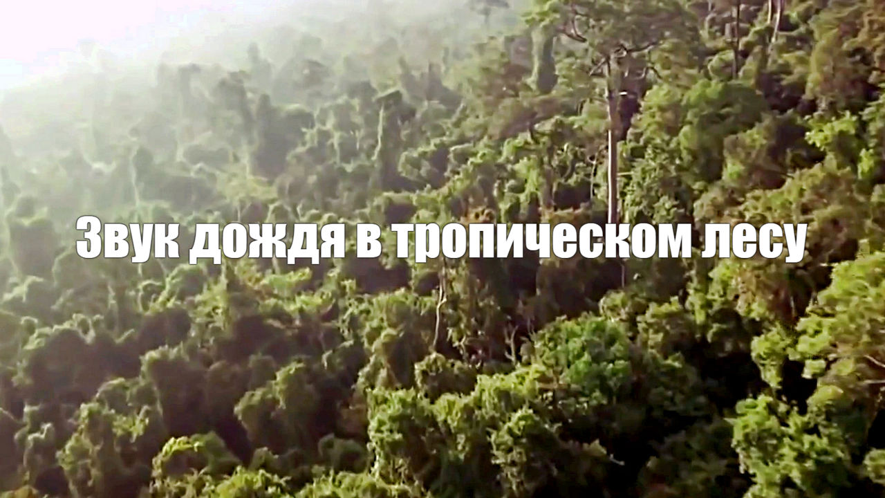 Звук дождя в тропическом лесу для отдыха, сна. Белый шум 2 часа