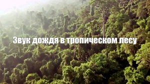 Звук дождя в тропическом лесу для отдыха, сна. Белый шум 2 часа