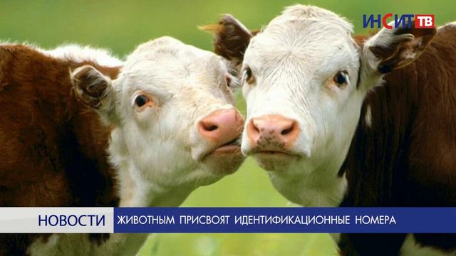 Темы недели: что обсуждают СМИ? смотреть онлайн