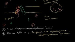 Натрий-калиевый насос