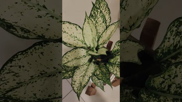 Chinese evergreen (first diamond)