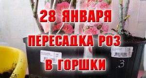 28 января. ПЕРЕСАДКА РОЗ В ГОРШКИ НА ПЕРЕДЕРЖКУ