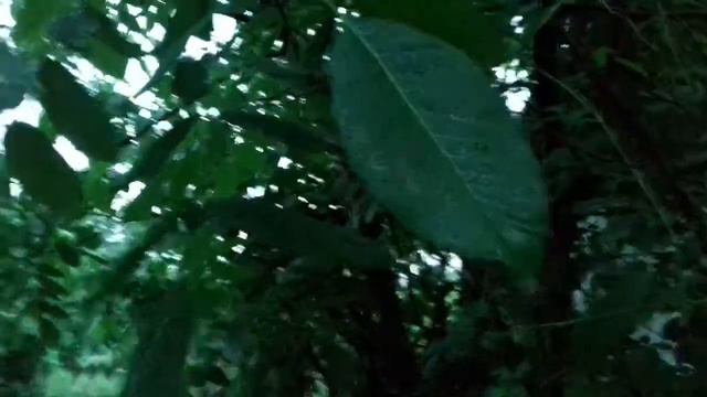 природа лето июнь 2020 ОРЕХ растет ПЛОДЫ УКРАИНА / NATURE WALNUT 2020 June 2020 смотреть онлайн