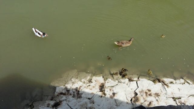 Кормление уток и рыбок в парке До До смотреть онлайн