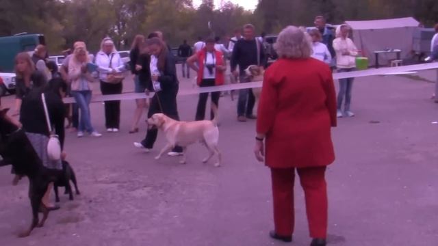 Американский кокер спаниель смотреть онлайн